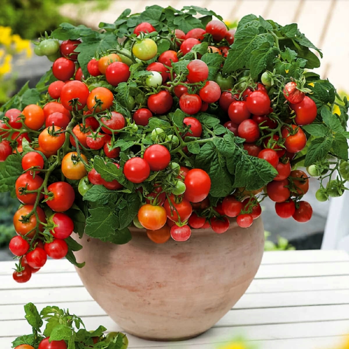 Bajaja tomato variety